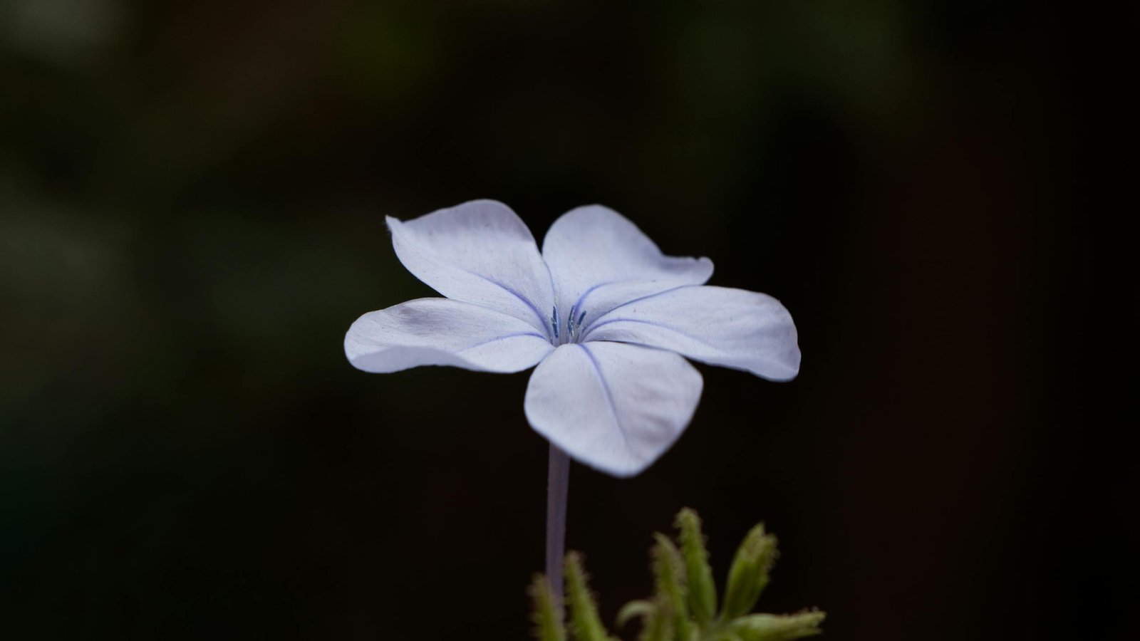 A Beautiful Jasmine Flower